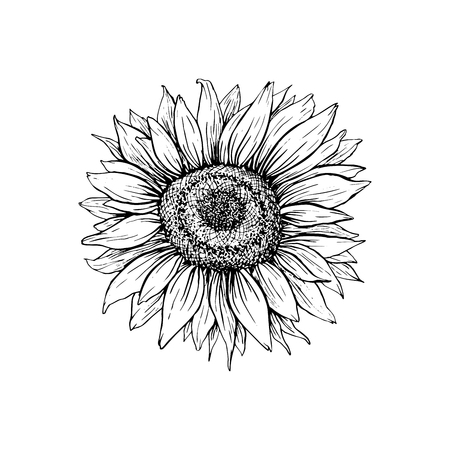 Sunflower Drawing Stock Photos And Images 123rf
