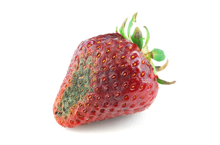 Rotten strawberry isolated on white background