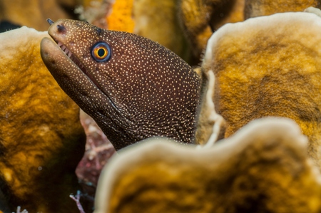 golden moray eel in coral lair cancun mexico stock photo picture