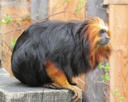 美しい珍しい黄金頭のライオンのタマリン Leontopithecus Chrysomelas ブラジル固有のライオンタマリン それは 絶滅危惧種と見なされます の写真素材 画像素材 Image 美しい珍しい黄金頭のライオンのタマリン Leontopithecus Chrysomelas ブラジル固有のライオンタマリン それは 絶滅危惧種と見なされます の写真素材 画像素材 Image