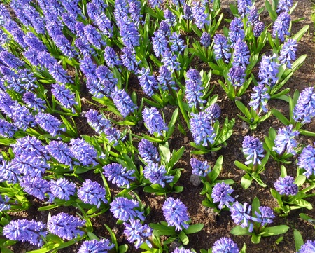 春の青い花ヒヤシンスの球根を持つフィールド の写真素材 画像素材 Image 春の青い花ヒヤシンスの球根を持つフィールド の写真素材 画像素材 Image