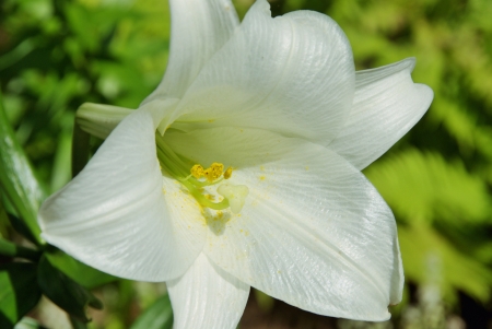 ユリ科ユリ科の花のクローズ アップ の写真素材 画像素材 Image ユリ科ユリ科の花のクローズ アップ の写真素材 画像素材 Image