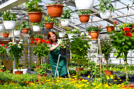 woman working in a nursery greenhouse with colorful flowers stock working in a nursery