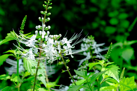 猫のひげの植物の花 の写真素材 画像素材 Image 猫のひげの植物の花 の写真素材 画像素材 Image