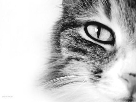 cats eye