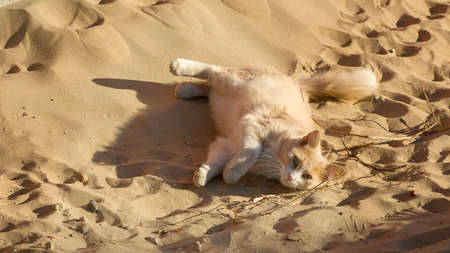 the sand colored cat lying on the sand beach stock photo picture