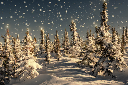 colorful winter scene with snow capped christmas trees in the christmas tree snow scene