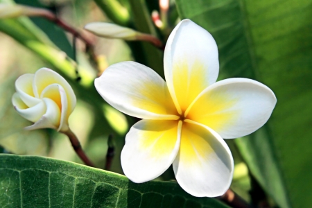 白い香りのよい花とエキゾチックな熱帯花木 の写真素材 画像素材 Image