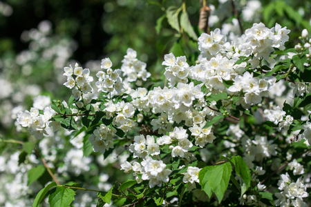 Philadelphus - Mock Oranges, jasmine spring flowers in the garden. Фото со стока
