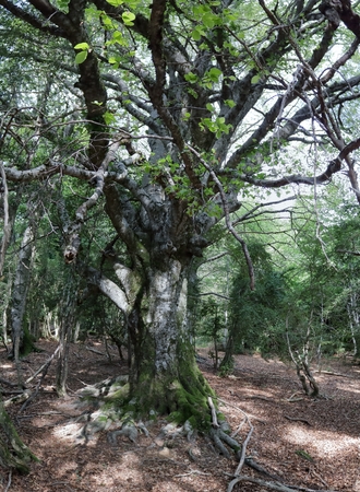 A wide angle photo of a big tree covered with moss in the piedrafita de jaca forest in the aragonese pyrenees Stock Photo
