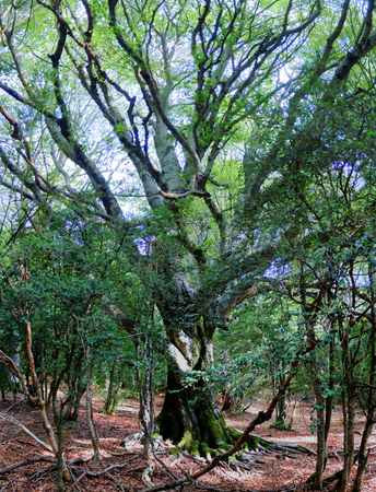 A wide angle photo of a big tree covered with moss in the piedrafita de jaca forest in the aragonese pyrenees