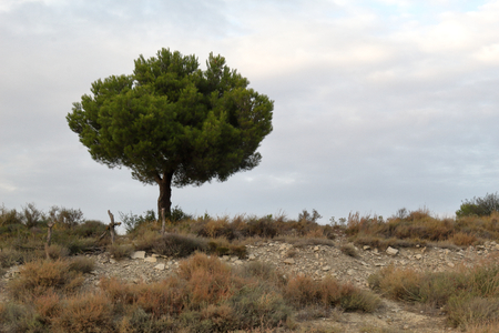 A lonely pine tree standing on an arid hill against a cloudy sky at sunset in the irazu mount, aragon region, spain Stock Photo