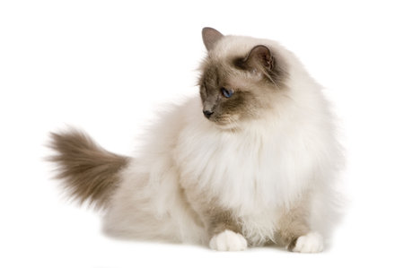 2,647 Burmese Cat Stock Photos and Images - 123RF