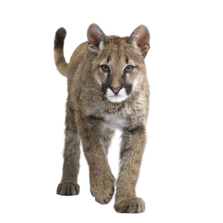 10 179 Puma Stock Photos And Images 123rf