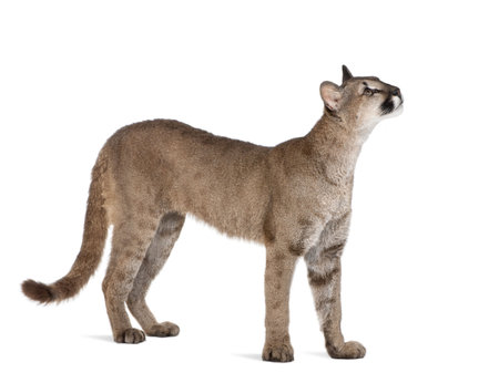 Puma Foto's, Afbeeldingen En Stock Fotografie 123RF Puma Foto's, Afbeeldingen En Stock Fotografie 123RF