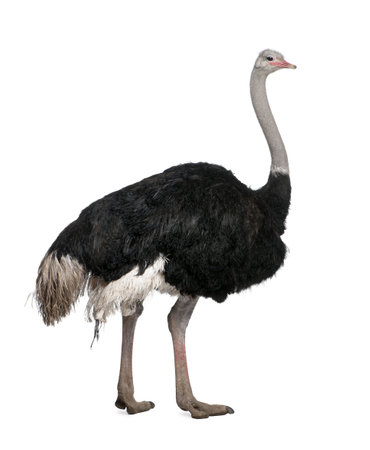 ostrich stock photos royalty free ostrich images