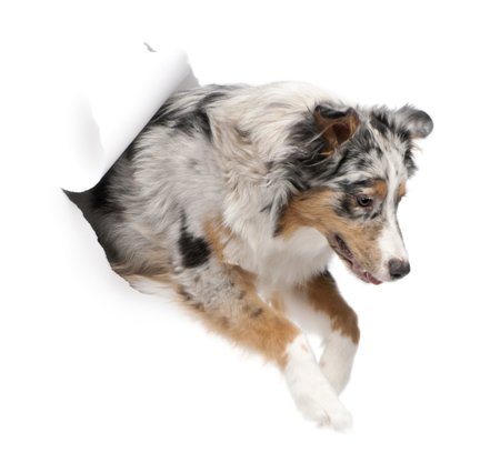 australian shepherd jumping fence jumping through stock photos u0026 pictures royalty free jumping australian shepherd jumping fence jumping through stock photos u0026 pictures royalty free jumping