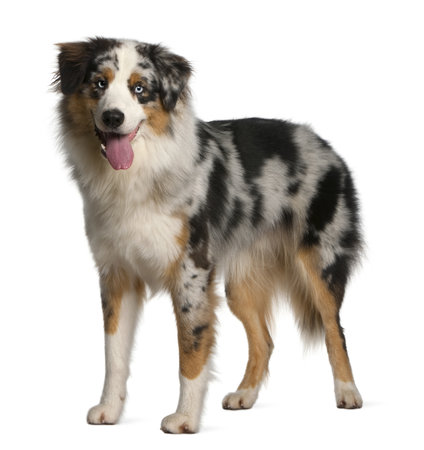 australian shepherd 9 months old dog standing images u0026 stock pictures royalty free dog standing australian shepherd 9 months old dog standing images u0026 stock pictures royalty free dog standing
