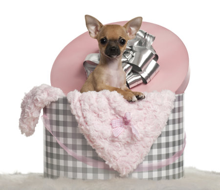 chihuahua puppy 3 months old with christmas gifts in front of white background stock - Christmas Gifts For 3 Month Old chihuahua puppy 3 months old with christmas gifts in front of white background stock - Christmas Gifts For 3 Month Old