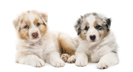 1 week old australian shepherd puppies australian shepherd puppies stock photos royalty free australian 1 week old australian shepherd puppies australian shepherd puppies stock photos royalty free australian