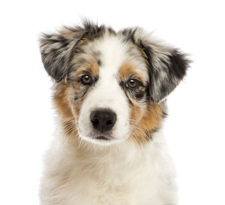 australian shepherd 3 months old australian shepherd head and shoulders stock photos u0026 pictures australian shepherd 3 months old australian shepherd head and shoulders stock photos u0026 pictures