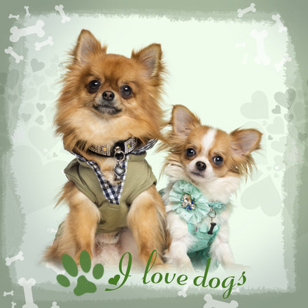 2 つは着飾った 10 ヶ月と 2 歳のチワワに座って 白で隔離 の写真素材 画像素材 Image