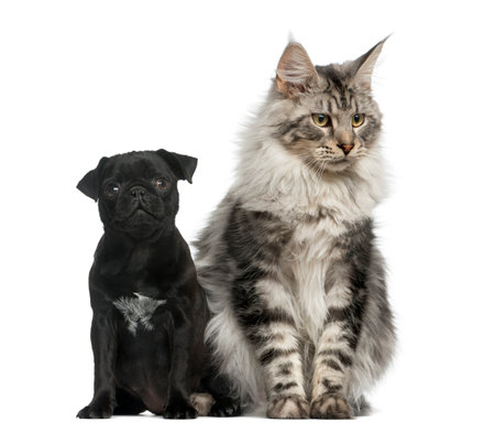 Resultado de imagem para maine coon and pug
