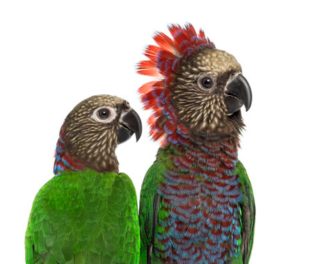 Close-up of a Couple of Red-fan parrot Deroptyus accipitrinus, isolated on white Stock Photo - 64970829