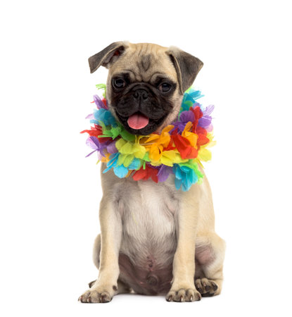 パグ犬 ハワイのレイを着て 白で隔離 の写真素材 画像素材 Image
