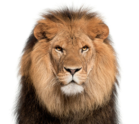 1 680 951 Animals Portrait Stock Photos And Images 123rf