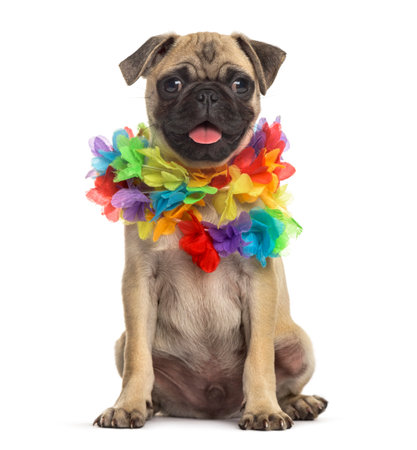 パグ犬 ハワイのレイを着て 白で隔離 の写真素材 画像素材 Image