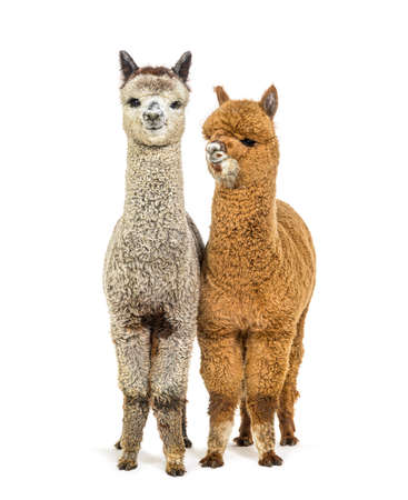 Dark fawn and medium silver gray alpacas together - lama pacos Banco de Imagens
