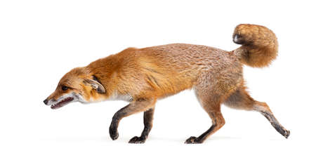 Side View Of A Red Fox Looking Down And Walking Away, Two Years Old,  Isolated On White Фотография, картинки, изображения и сток-фотография без  роялти. Image 190111746