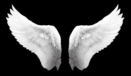 White angel wing in black color background