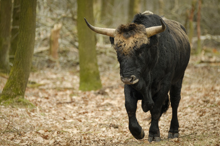 Aurochs animal bos primigenius with large horns Imagens