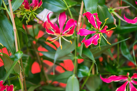 六枚の花弁と赤い花 の写真素材 画像素材 Image 六枚の花弁と赤い花 の写真素材 画像素材 Image