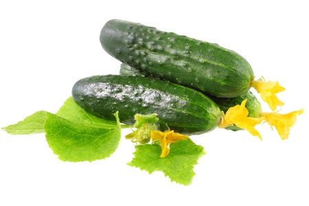 白い背景にニキビで緑のキュウリ の写真素材 画像素材 Image