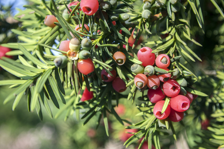 taxus baccata european yew is conifer shrub with poisonous and