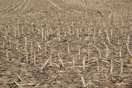 A Field With Stubble Of Maize, Closeup In Sunny Spring Stock Photo ...