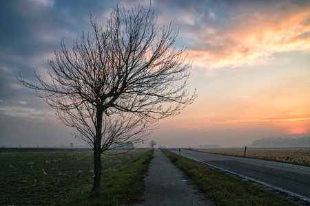A tree near a road in early morning in winter