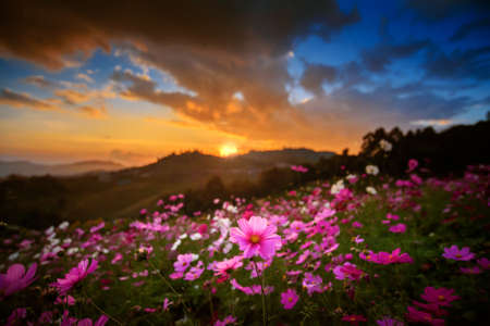 Mountain Landscape With Cosmos Flowers Garden Field In Dramatic Sunset Sky