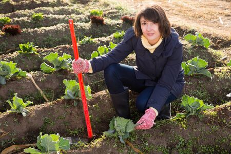 Young woman caring for beds with cabbage Stock Photo