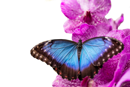 butterfly: Ảnh chụp macro cận cảnh của bướm Peleides Blue Morpho trên hoa lan, cô lập trên nền trắng