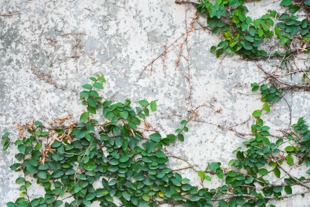 ツタの葉の壁紙の壁背景 の写真素材 画像素材 Image ツタの葉の壁紙の壁背景 の写真素材 画像素材 Image