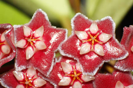 赤いホヤ花 の写真素材 画像素材 Image 赤いホヤ花 の写真素材 画像素材 Image