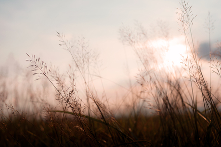 Sun flower: Vintage photo of abstract evening autumn nature background with wild flowers and plants in sunset
