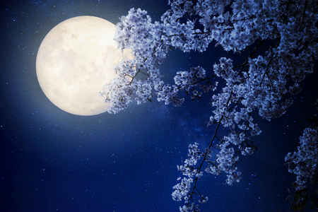 Beautiful cherry blossom (sakura flowers) with Milky Way star in night skies, full moon - Retro style artwork with vintage color tone(Elements of this moon image furnished by NASA) Фото со стока
