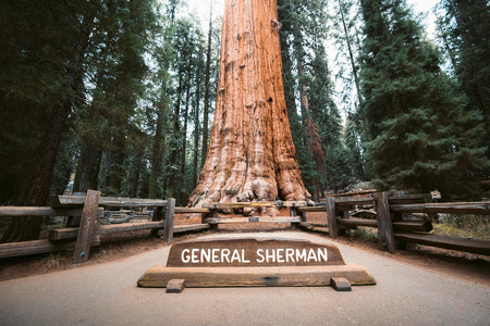 Vue panoramique du célèbre general sherman tree, en volume le plus grand arbre à tige unique vivant au monde, sequoia national park, california, usa
