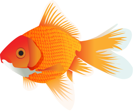 金魚イラスト のイラスト素材 ベクタ Image