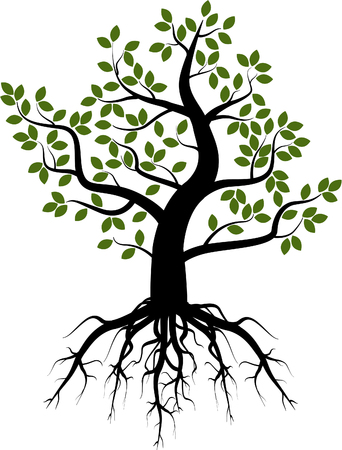 Dibujo Del árbol Las Raíces Cómo Dibujar Un árbol Con Copa Paso A Paso